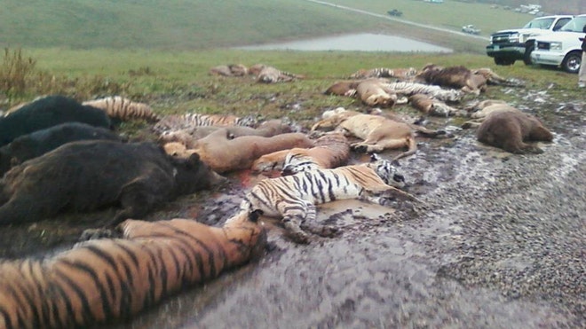 Exotic Animals Ohio